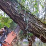 tree removal in Van Nuys