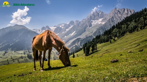 Kashmir great lakes trek