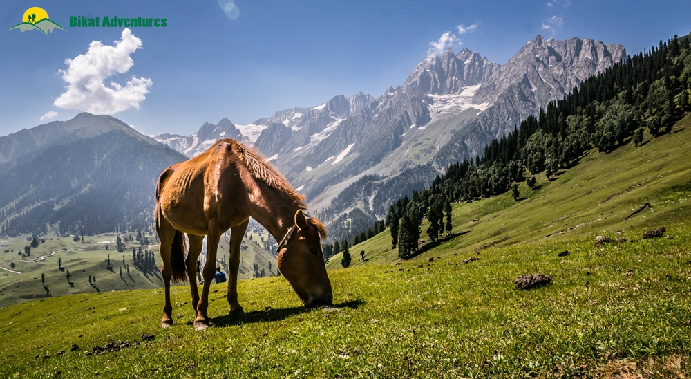 Kashmir great lakes trek