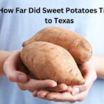 How Far Did Sweet Potatoes Travel to Texas