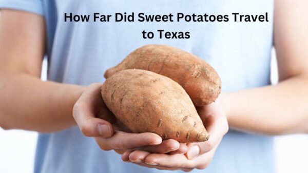 How Far Did Sweet Potatoes Travel to Texas