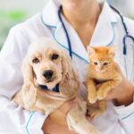 Proactive Vaccination Programs For Dogs And Cats