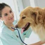 3 Signs Your Pet May Need Immediate Veterinary Attention