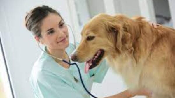 3 Signs Your Pet May Need Immediate Veterinary Attention