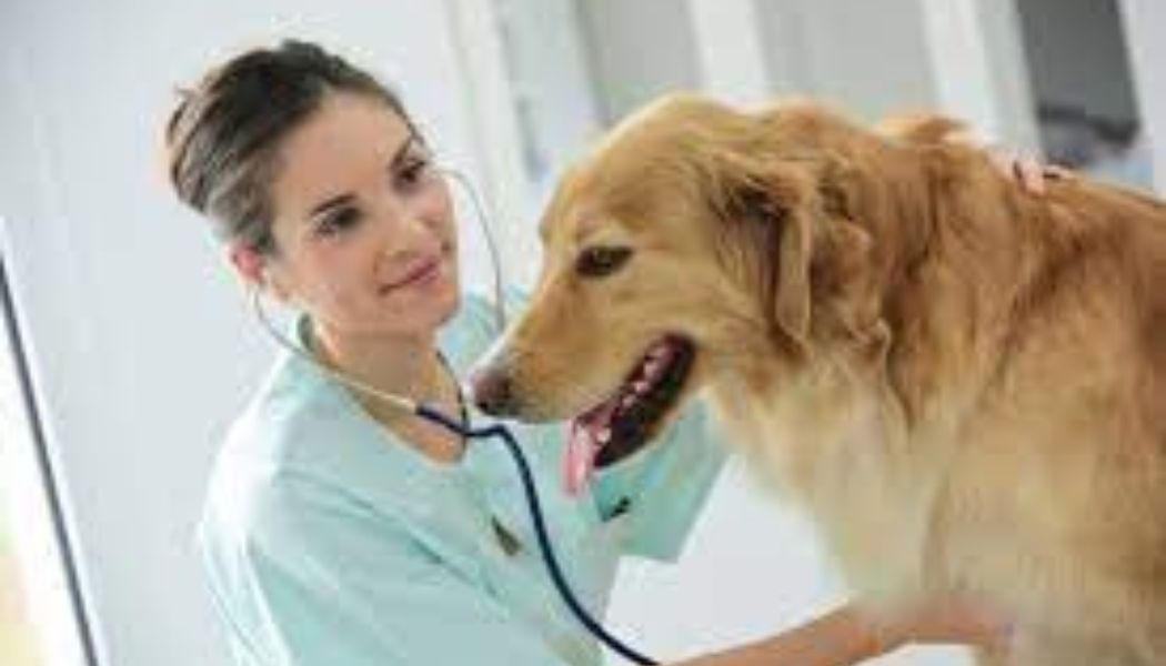 3 Signs Your Pet May Need Immediate Veterinary Attention